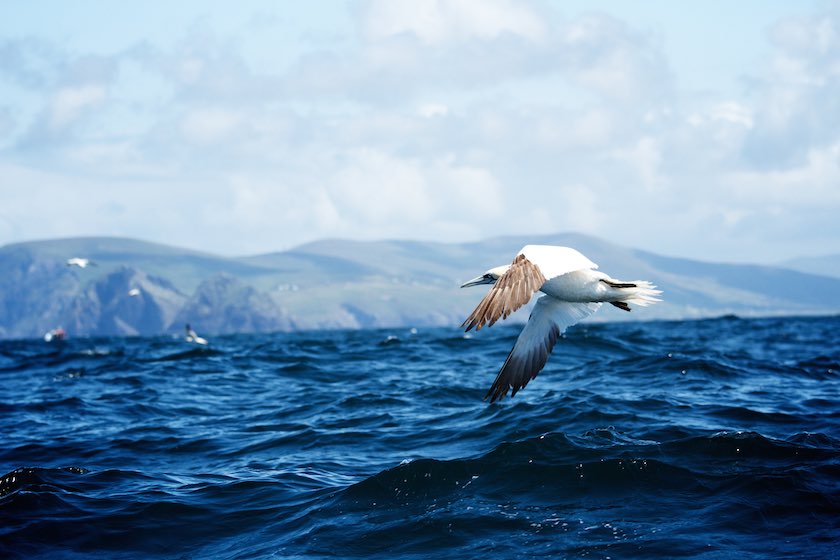 A seabird circulating the sea surrounding Skellig Michael