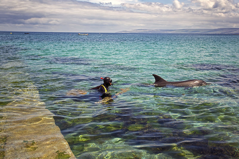Family Travel Experiences in Ireland - Fungi the dolphin