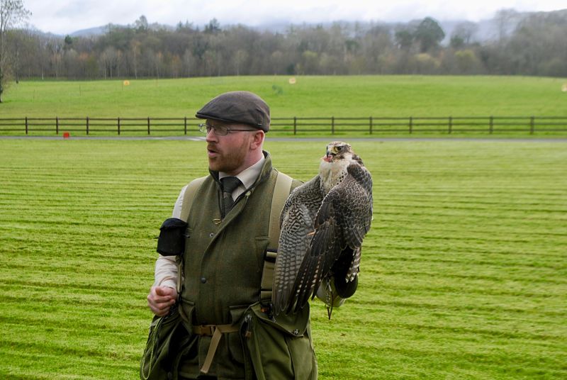 Family Travel Experiences in Ireland hawk walk Connemara