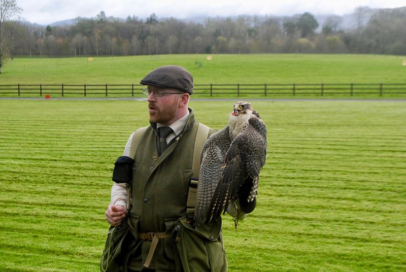 Family Travel Experiences in Ireland hawk walk Connemara