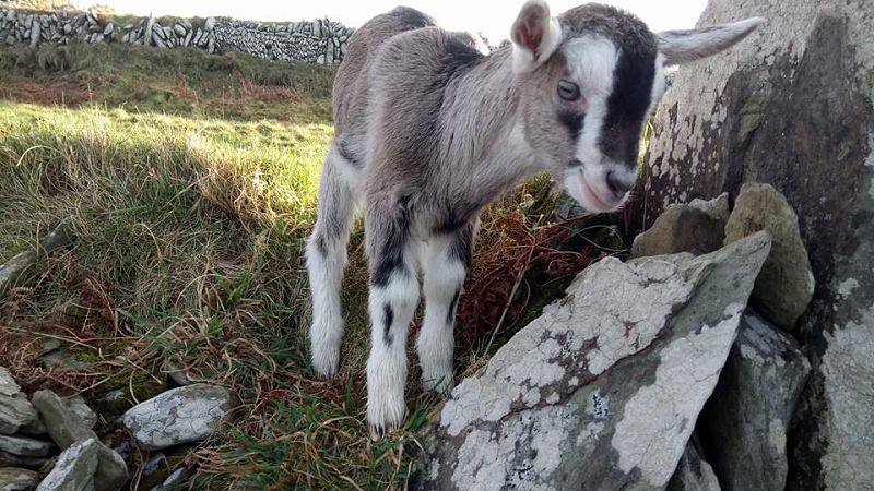 Cape Clear goats family travel activities