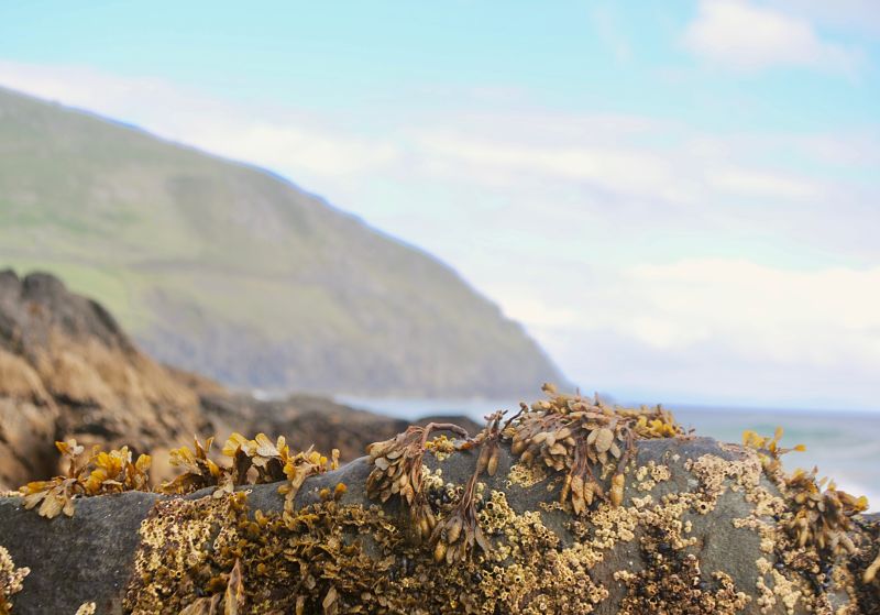 seaweed foraging family travel