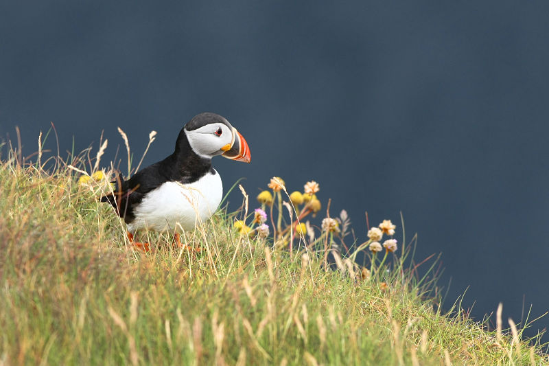 Puffins or porgs - Skellig Michael Star Wars