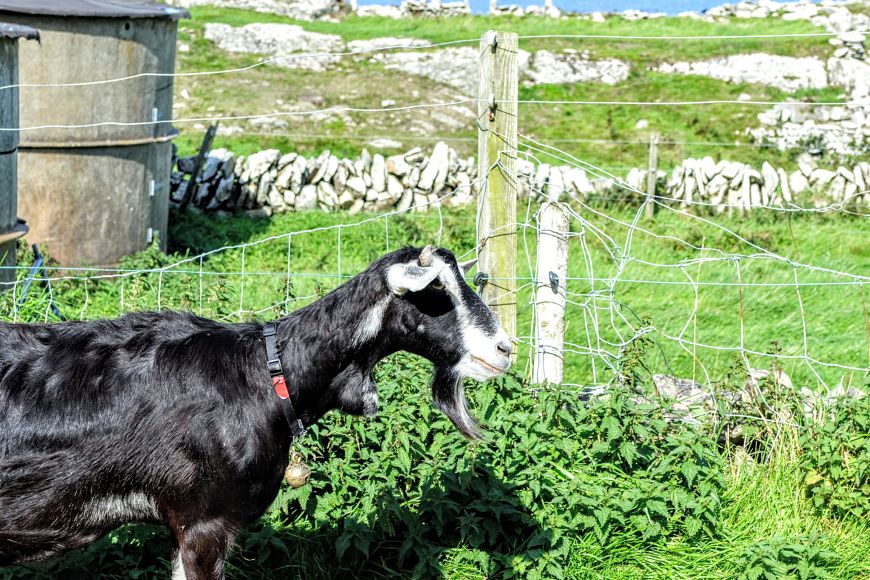 Visit Goats farm goats cheese