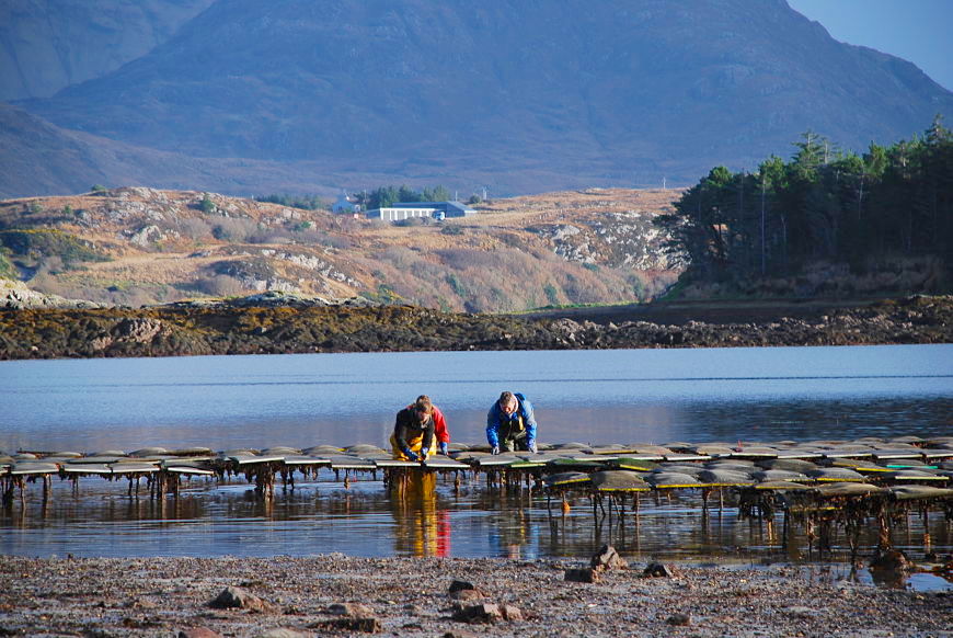 Oyster farm and tasting Connemara