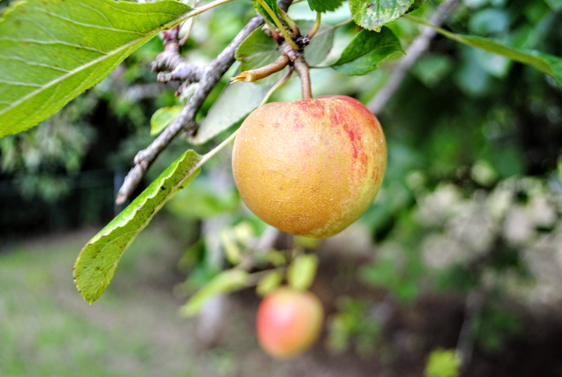 Native Trees of Ireland & Ogham Language Wilderness Ireland