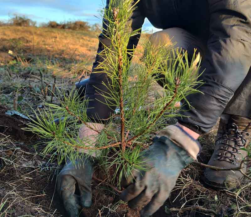 Planting a sapling Burren pine tree