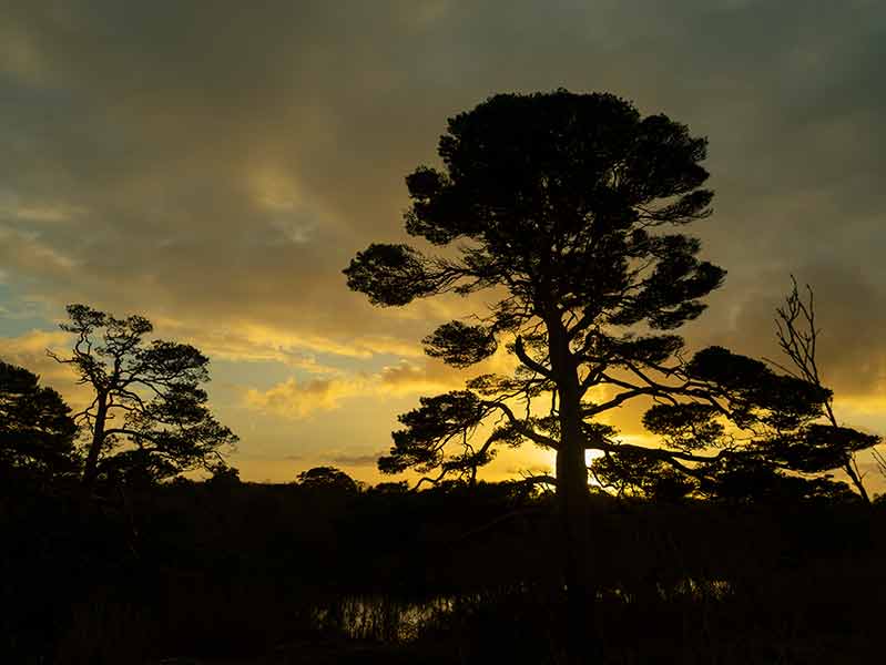 Golden sunset behind a silhouette of Burren poine