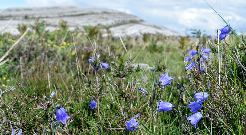 Burren Wildflowers 