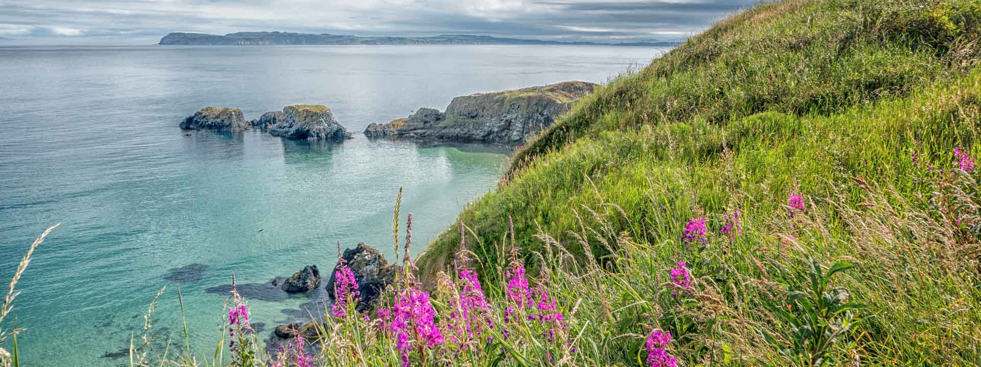 Flowers on the Causeway Coast