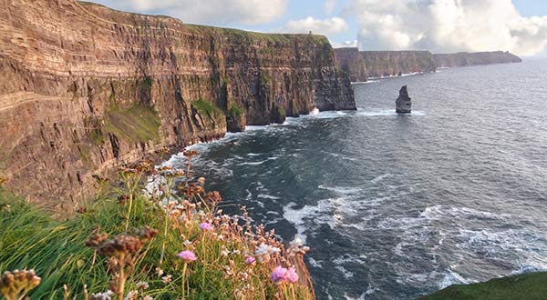 spring flowers at the Cliffs of Moher