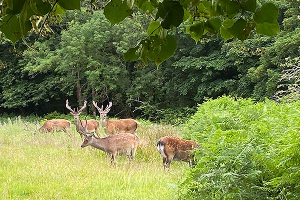 Spotting Deer In Ireland Wilderness Ireland spotting-deer-in-ireland-wilderness-ireland