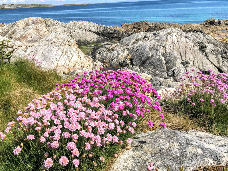 Spring in Ireland All you need to know Wilderness Ireland