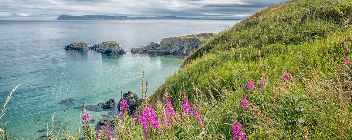 Wildflowers along the Causeway Coastal Route