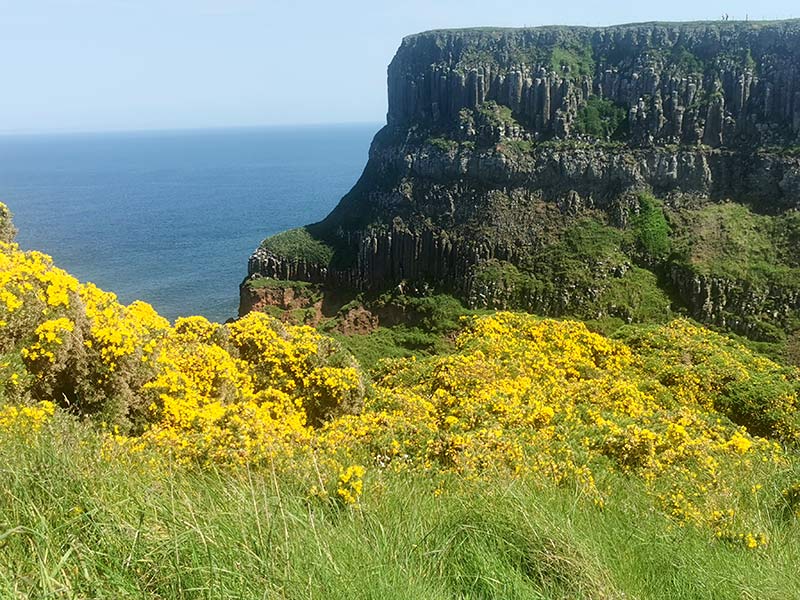 Irish Wildflowers By Month Wilderness Ireland