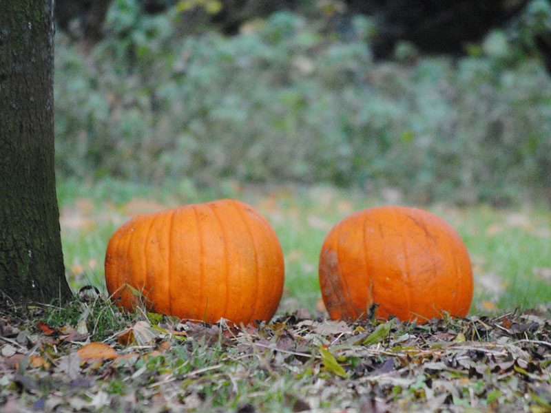 Halloween pumpkin Ireland