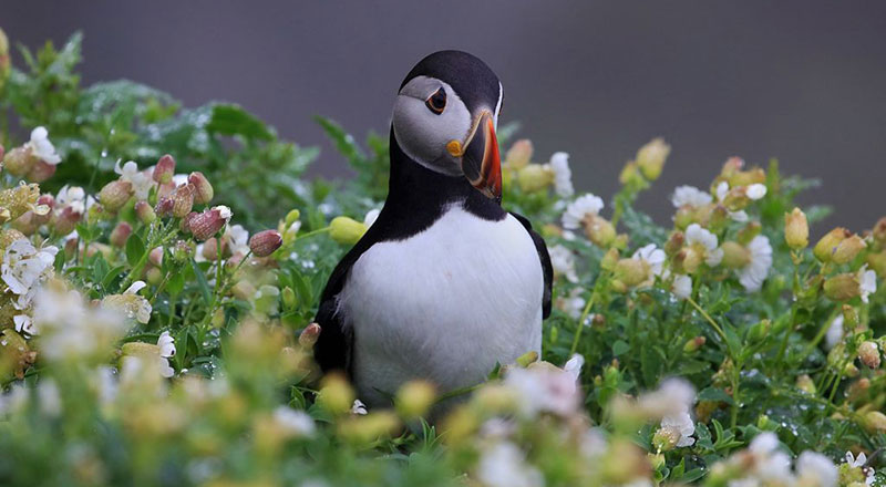 Puffin Ireland