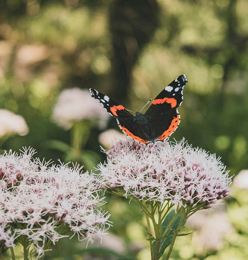 Red Admiral Butterfly, Killarney National Park