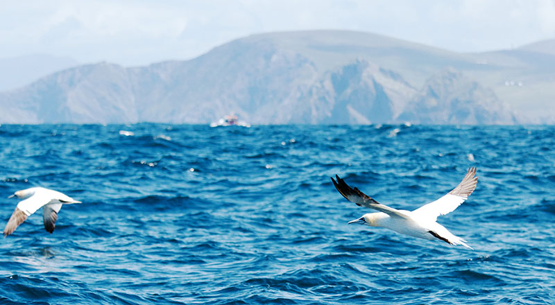Seabirds