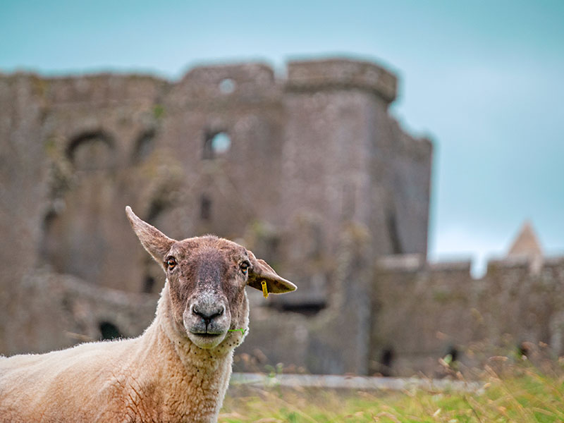 Sheep Grazing on The Rock of Cashel