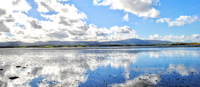 Summer Reflections