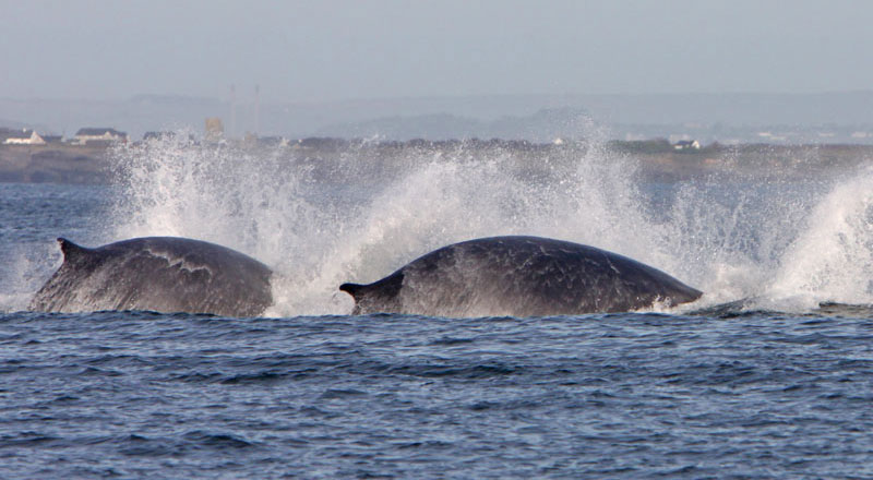 whales