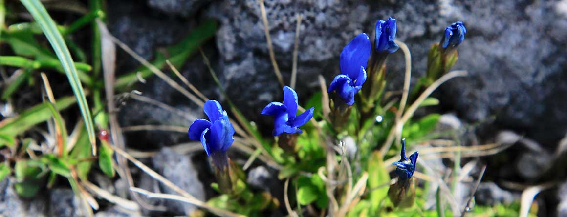 Violet orchids growing between rocky crags