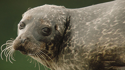 Harbour Seal close up