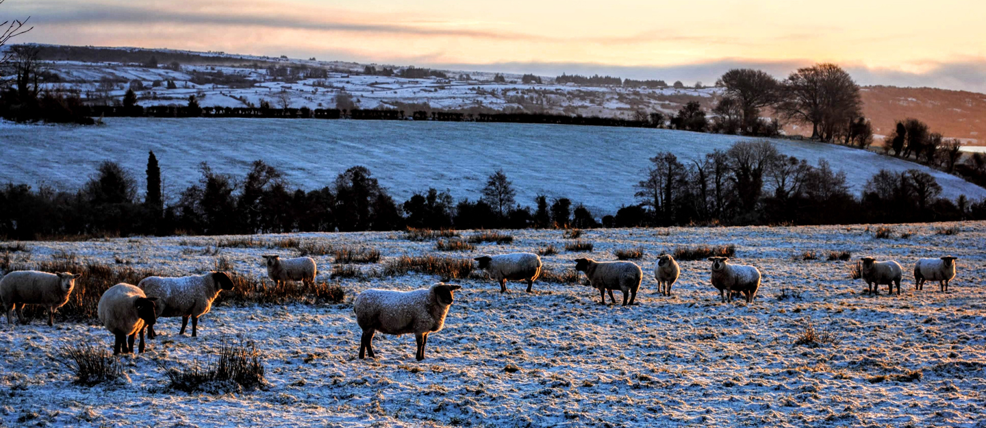 Sheep Ireland